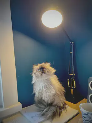 A photo of a seal point coloured (pale cream, with dark ears and face and tail), very hairy cat against a blue wall. She is looking up at the ceiling, and the pupils of her eyes point away from one another. She is haloed in light, and she looks somewhere between majestic and very silly.